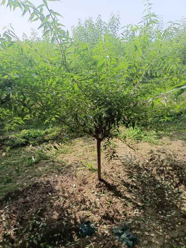 1733808652174661.jpg IMG_20220904_150713.jpg