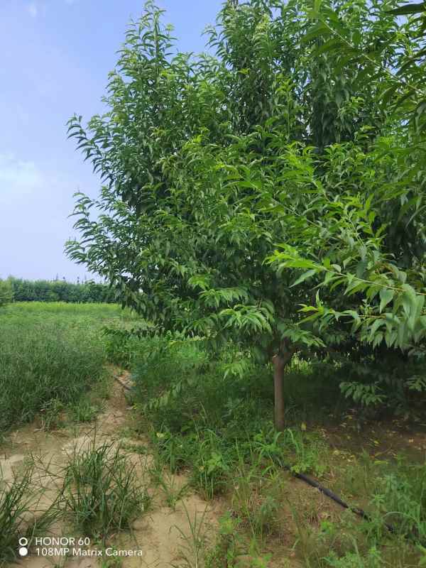 1733808782812906.jpg mmexport1693999921823.jpg