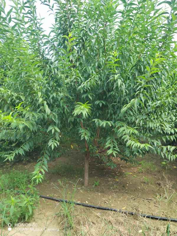 1733809863497966.jpg mmexport1693999919509.jpg