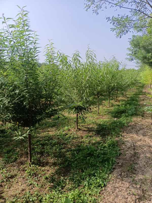 1733809941885172.jpg IMG_20220904_150730.jpg