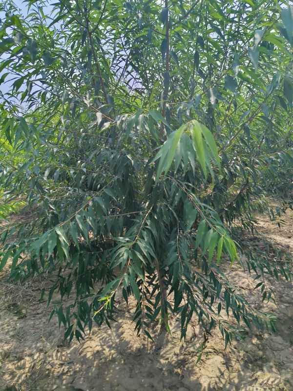 1733813011842096.jpg IMG_20230831_134648.jpg