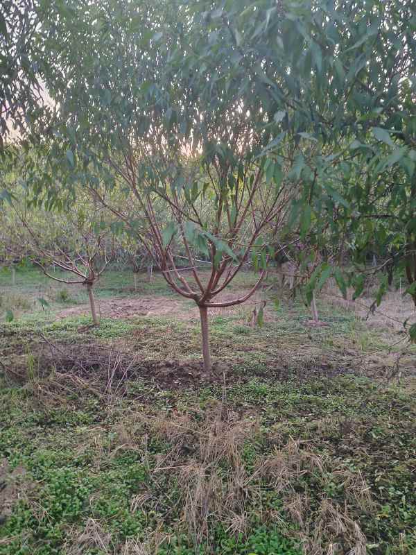 1733813939908406.jpg IMG_20230930_174952.jpg