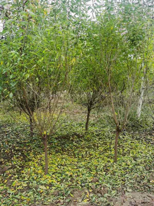 1733814707114759.jpg mmexport1636459889500.jpg