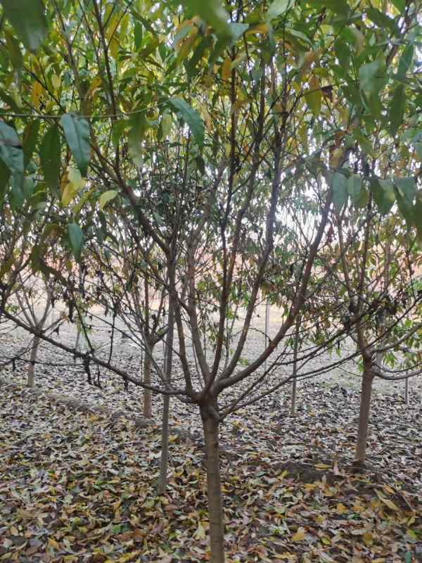 1733814805178426.jpg mmexport1636459892092.jpg