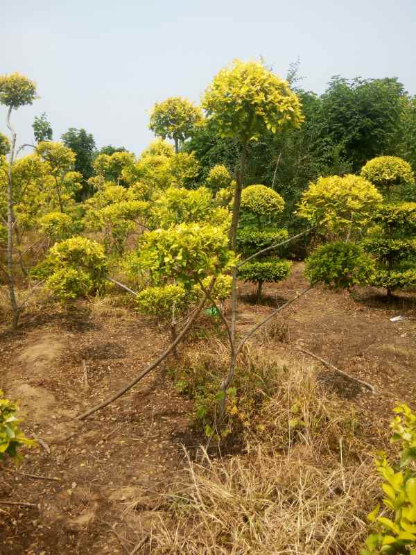 1733988853788629.jpg IMG_20180706_130639.jpg