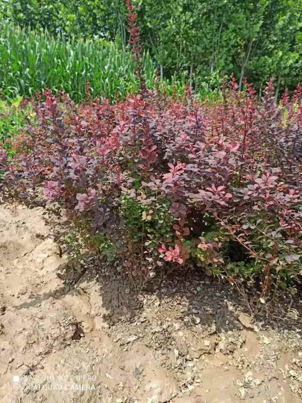 1734071609727912.jpg mmexport1634716787416.jpg