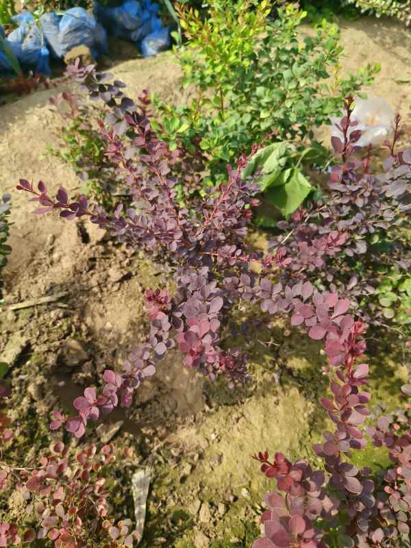 1734071699127972.jpg IMG_20231007_124522.jpg