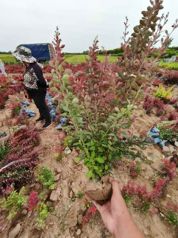 1734072178966027.jpg IMG_20230604_124643.jpg