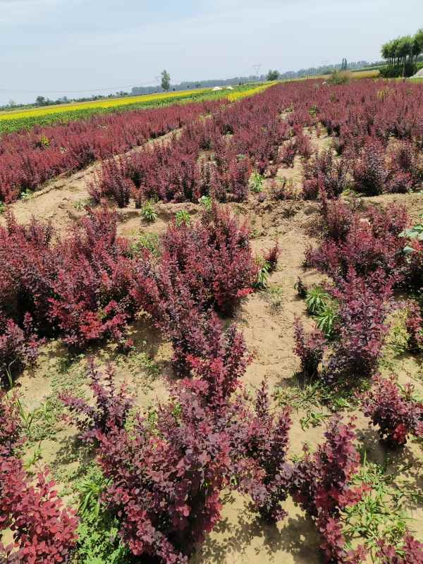 1734072348274535.jpg IMG_20230603_132430.jpg