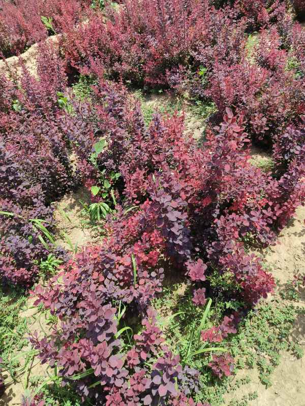 1734072406151936.jpg IMG_20230603_132425.jpg