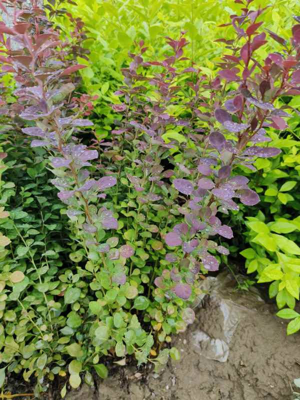 1734072986143144.jpg IMG_20230527_135437.jpg