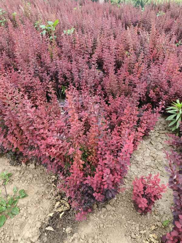 1734073721779226.jpg IMG_20230524_144934.jpg