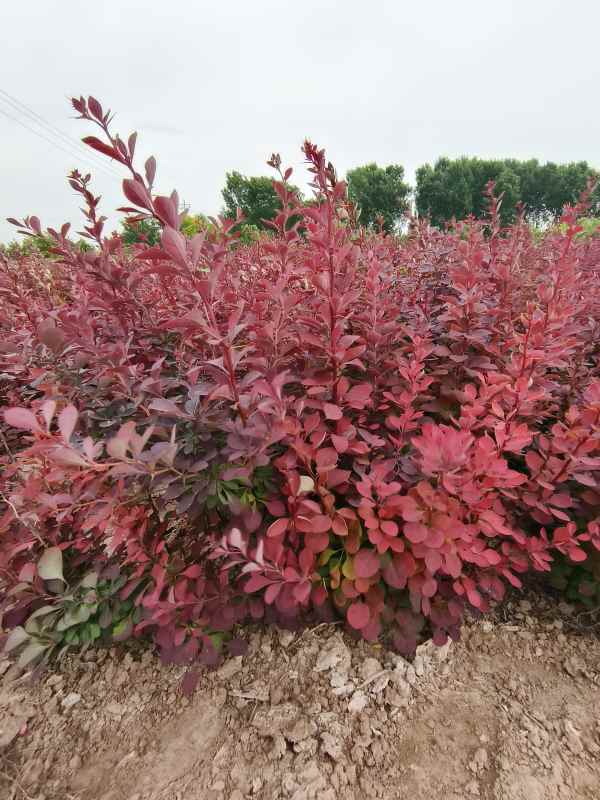 1734073920925818.jpg IMG_20230524_144922.jpg