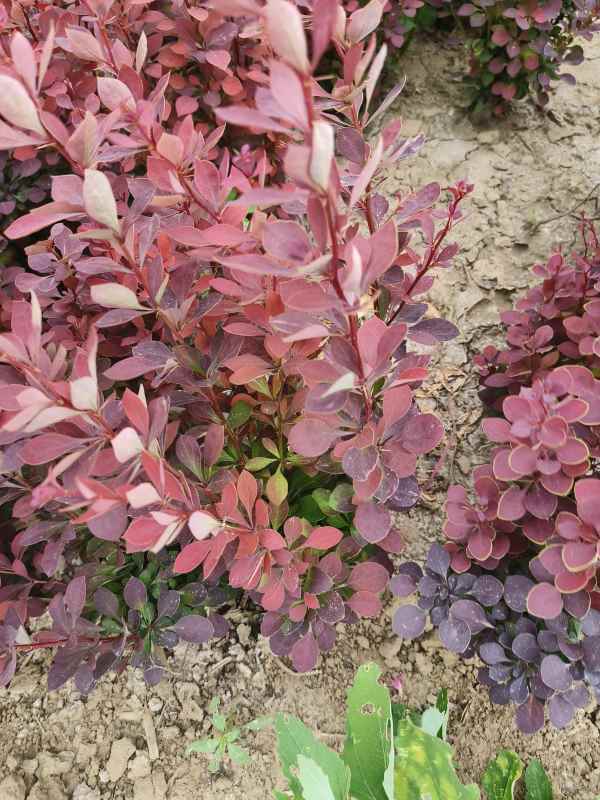 1734074092489825.jpg IMG_20230524_144907.jpg