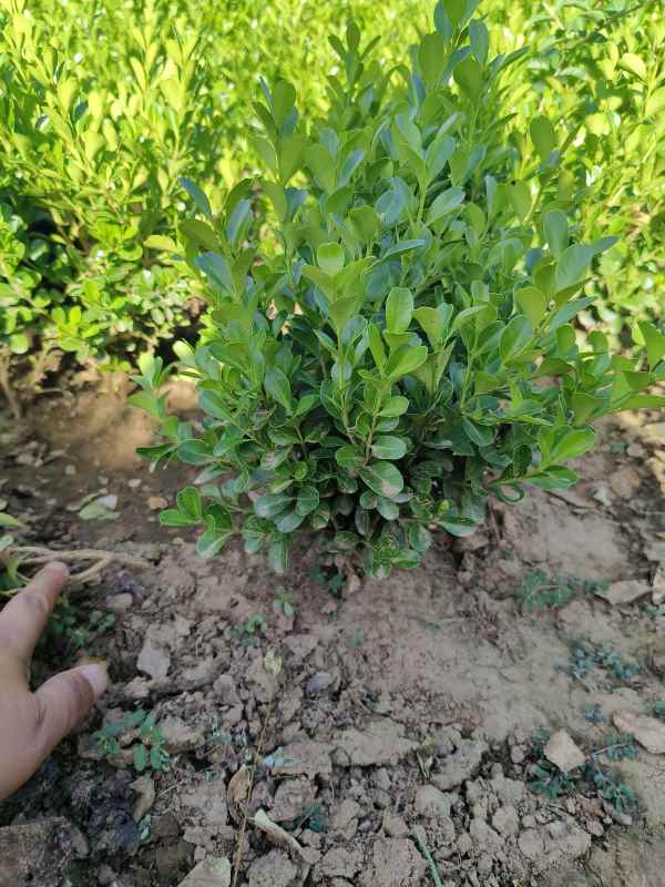 1734420479237297.jpg IMG_20230629_163305.jpg