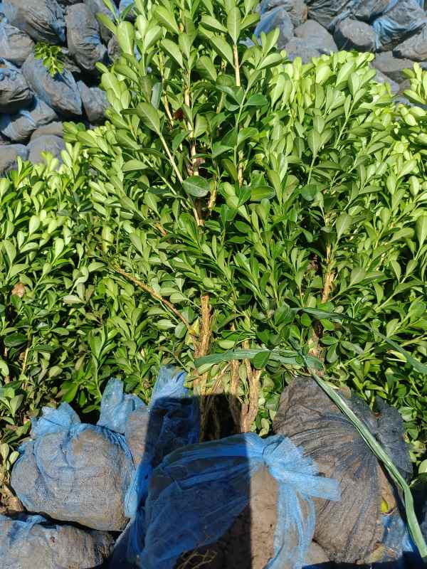 1734422178144251.jpg IMG_20220811_090201.jpg