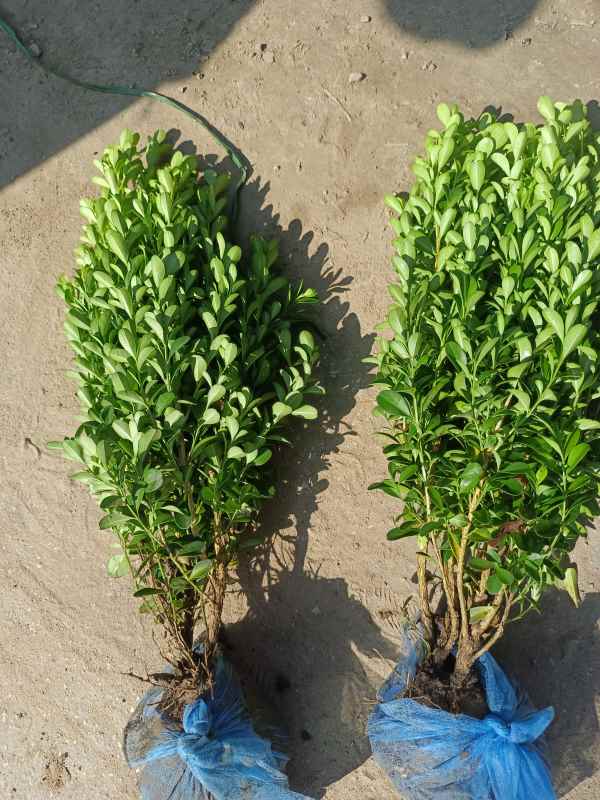 1734422299186406.jpg IMG_20220811_090156.jpg