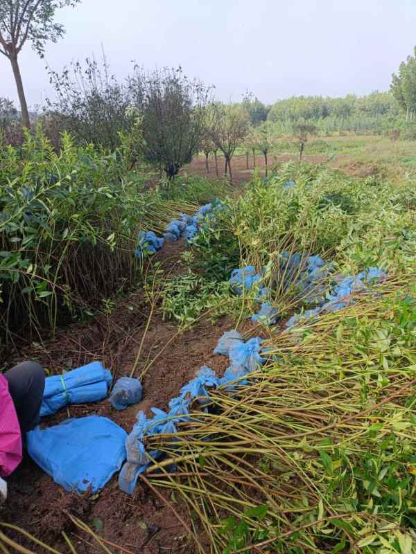 1734572088916032.jpg mmexport1635226860965.jpg