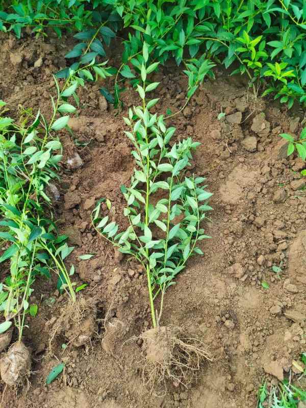 1734572369680279.jpg mmexport1635226835582.jpg