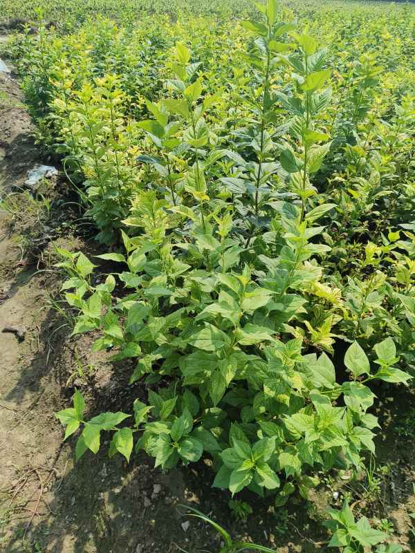 1734573386212068.jpg IMG_20230831_105318.jpg