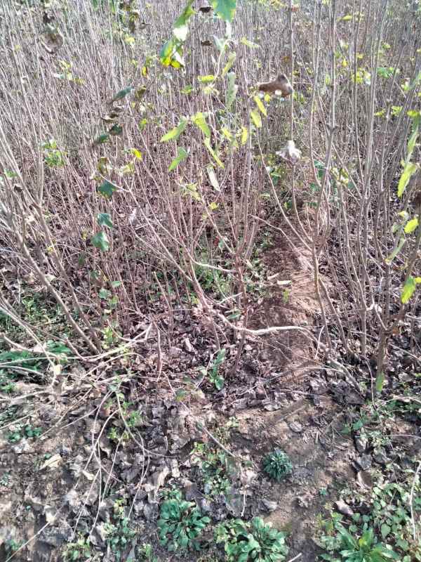 1734675700951685.jpg mmexport1635480496126.jpg