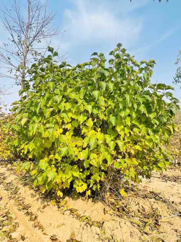 1734677183620601.jpg mmexport1635480368930.jpg