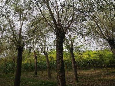 金絲垂柳如何為城市園林增添色彩和生機(jī)_最新苗木行情價(jià)格免費(fèi)報(bào)價(jià)