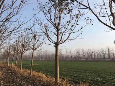 楸樹水分管理要點_苗木價格行情免費報價