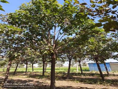 楸樹養護中的常見問題與解決方案_苗木價格行情免費報價