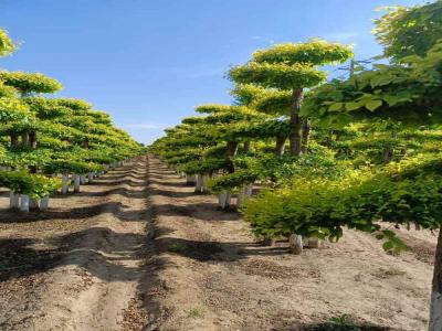 造型金葉榆:種植、修剪與景觀設(shè)計(jì)_提供免費(fèi)苗木報(bào)價(jià)