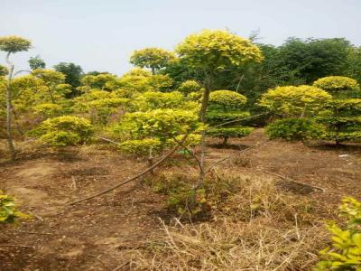造型金葉榆:從選種到養(yǎng)護(hù)的全過程_提供免費(fèi)苗木報(bào)價(jià)