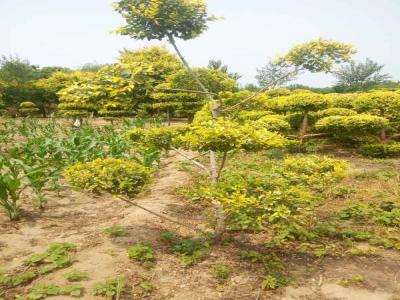 造型金葉榆的種植技巧與病蟲害防治_提供免費(fèi)苗木報(bào)價(jià)