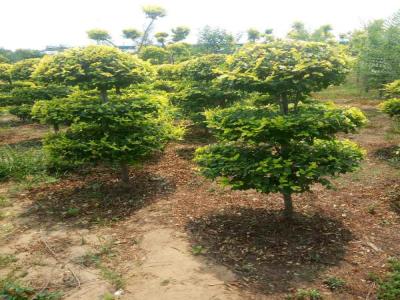 打造美麗景觀:造型金葉榆的種植指南_提供免費(fèi)苗木報(bào)價(jià)