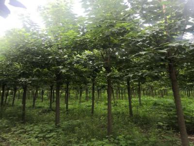 8公分楸樹多少錢