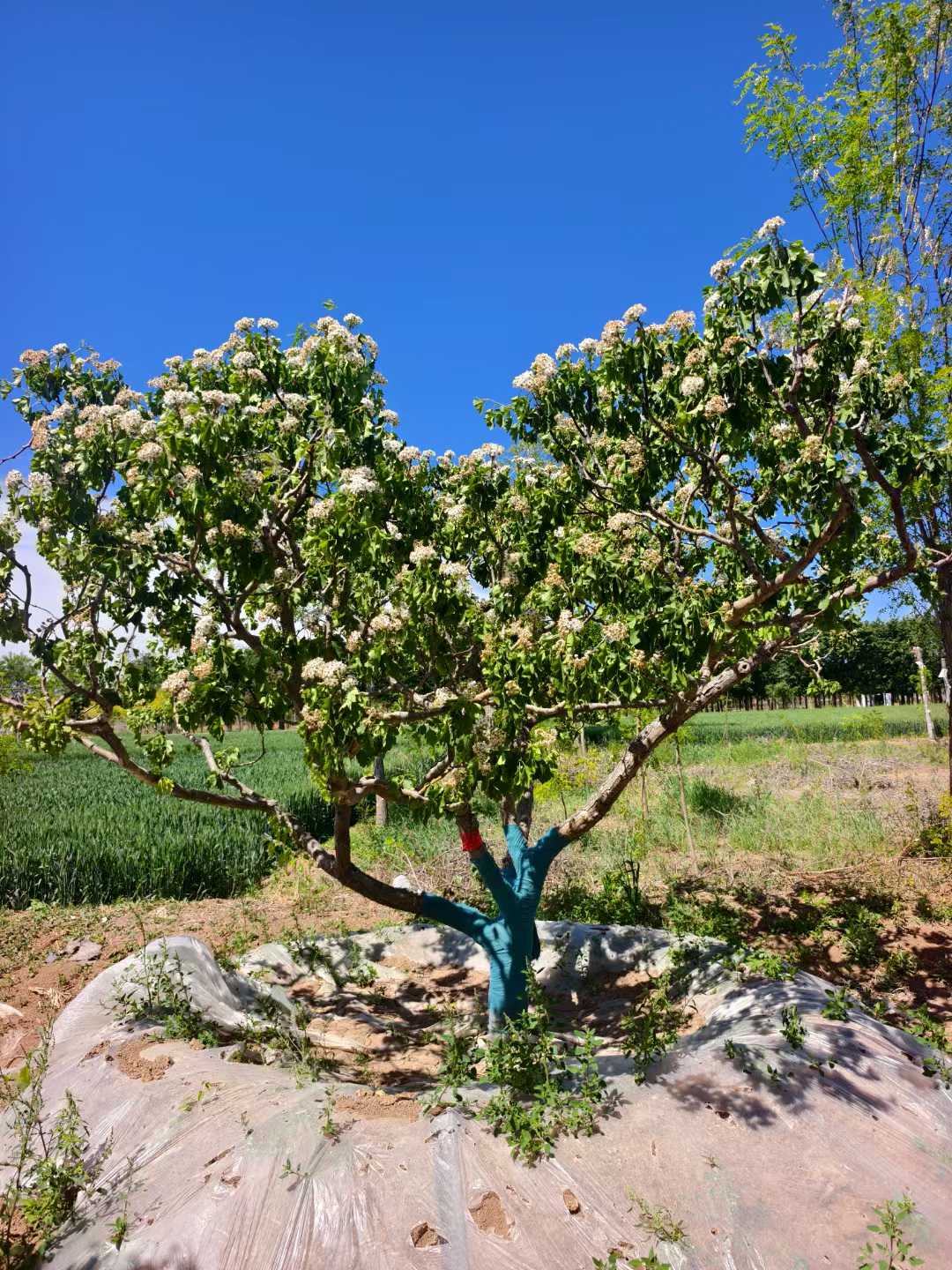 1750661440330179.jpg 1750401712101525.jpg