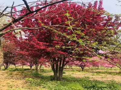 叢生紅寶石海棠