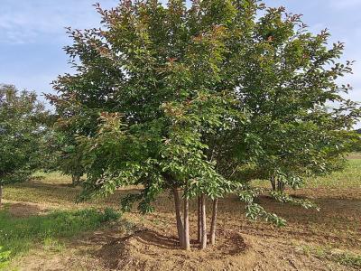 假值叢生當(dāng)娜海棠