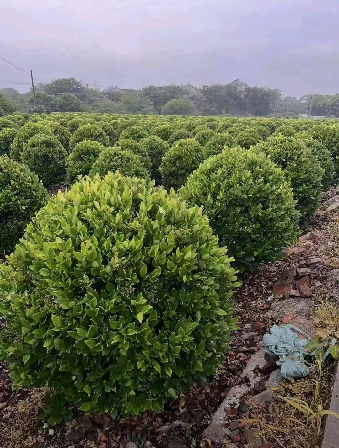 1758504776588119.jpg 1750402315587207.jpg